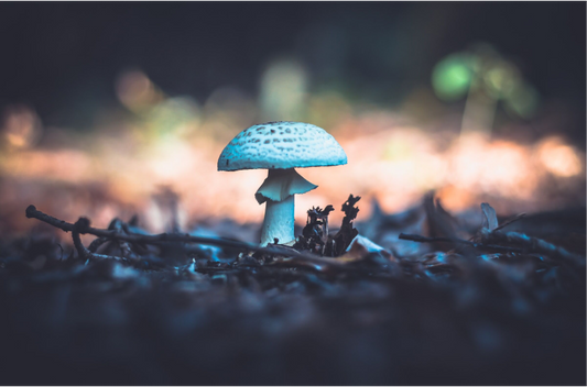 What Are Mushroom Extracts and Why Should You Use Them?